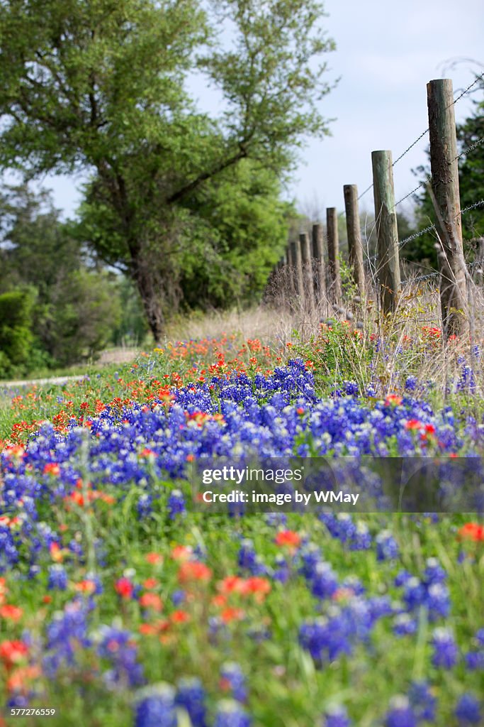 Texas wildflowers in bloom