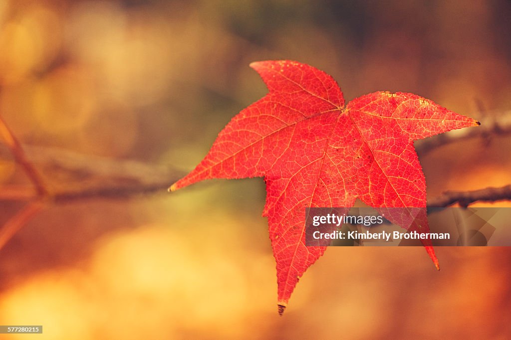 Autumn maple leaf