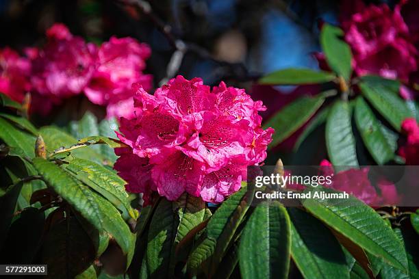 High Resolution Native Flower India National Flower Photos and Premium High Res Pictures - Getty Images