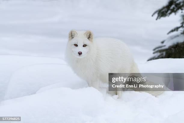 arctic fox in winter coat - volpe artica foto e immagini stock