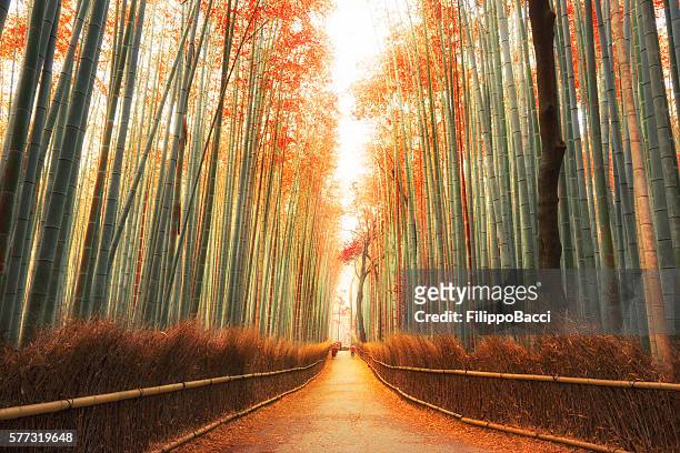 arashiyama foresta di bambù a kyoto, giappone - bambù materiale foto e immagini stock