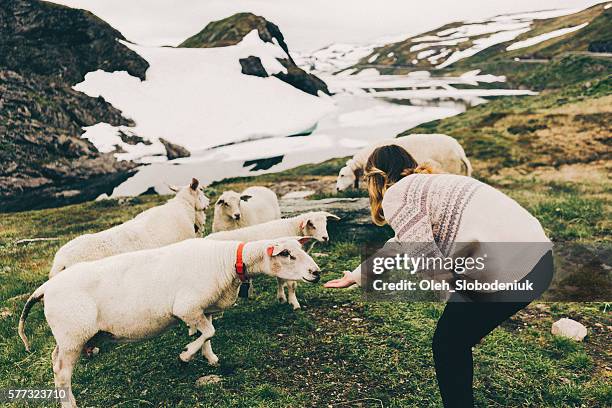 woman with sheep] - farm norway stock pictures, royalty-free photos & images