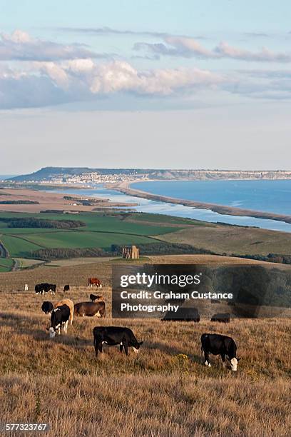 chesil beach - abbotsbury stock pictures, royalty-free photos & images