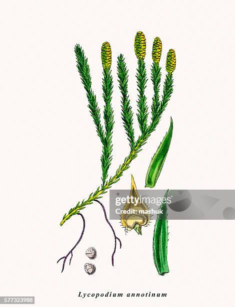 ground pine plant - lycopodiaceae stock illustrations