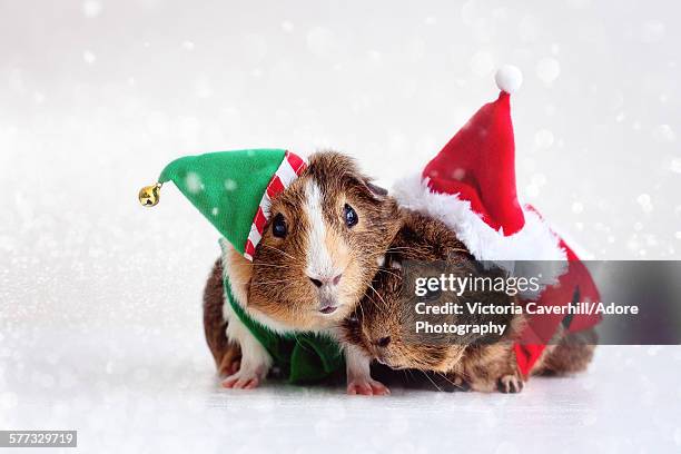 jingle pigs - christmas cute stock pictures, royalty-free photos & images