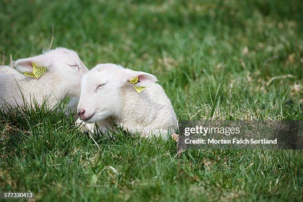 snuggly lambs - snuggly stock pictures, royalty-free photos & images