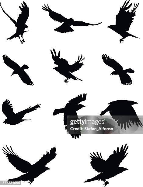 crow shapes isolated on white - crows stock illustrations