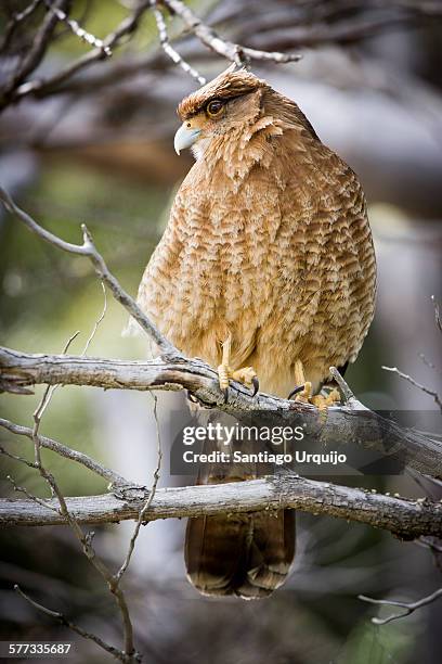 a chimango caracara perched on a tree - chimango caracara stock pictures, royalty-free photos & images