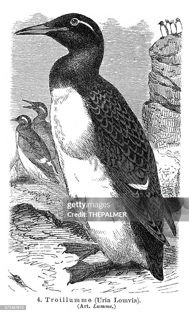 Thick-billed murre engraving 1895