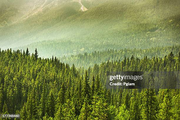 alberta wilderness bei banff - see lake minnewanka stock-fotos und bilder