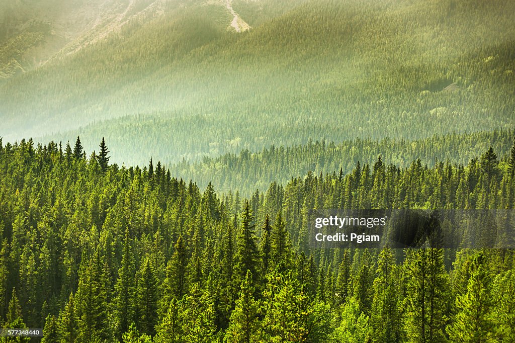 Alberta Wilderness near Banff