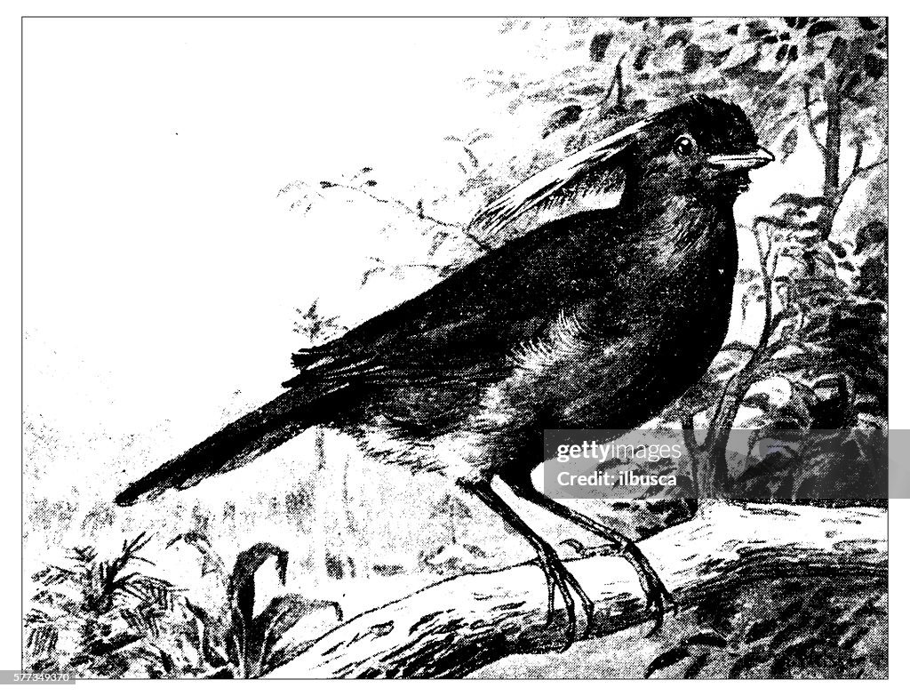 Antique illustration of streaked bowerbird (Amblyornis subalaris)