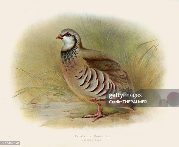 red-legged partridge illustration 1900 - pheasant feathers stock illustrations