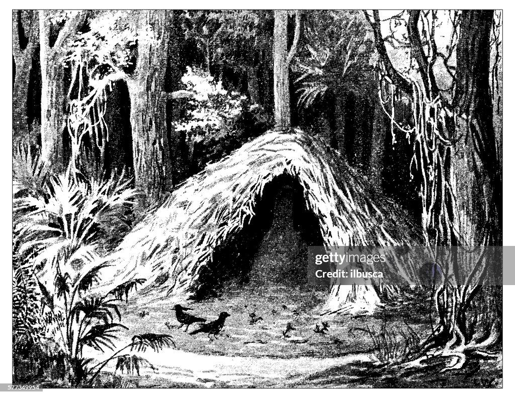 Antique illustration of streaked bowerbird (Amblyornis subalaris) nest