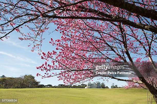 cherry blossoms in the botanical garden - クリティバ ��ストックフォトと画像