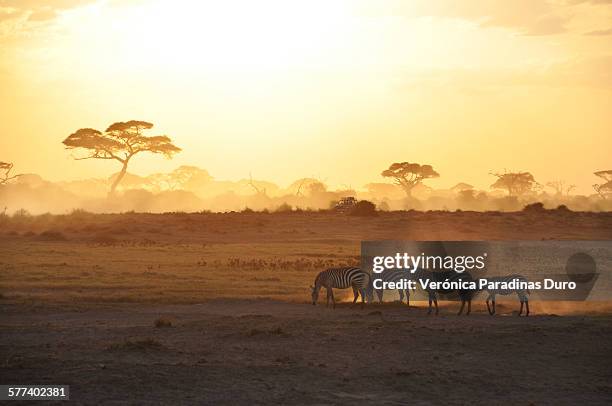 sunrise in amboseli - アフリカ　動物 ストックフォトと画像