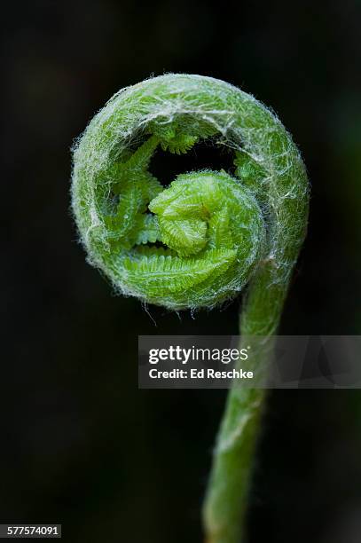 unfurling fiddlehead of ostrich fern - fiddlehead stock pictures, royalty-free photos & images