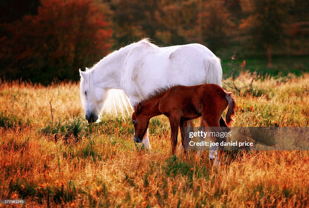 Wild Horses, Sychnant Pass, Conwy, Wales