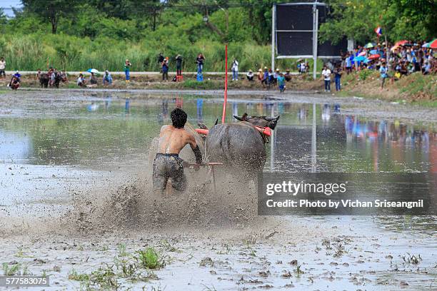 buffalo racing tambol samnakbok chonburi, thailand - province de chonburi photos et images de collection