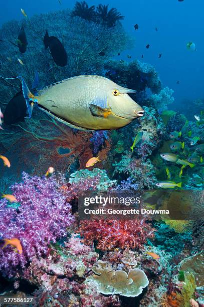 coral reef with tropical fish - naso unicornis stock pictures, royalty-free photos & images
