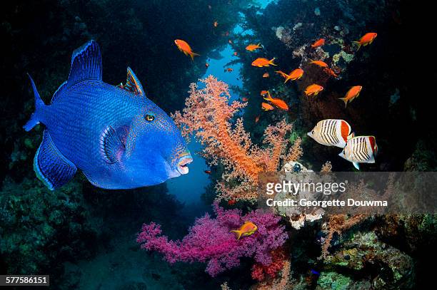 coral reef with tropical fish - triggerfish stockfoto's en -beelden