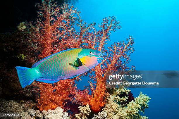 coral reef with parrotfish - parrotfish ストックフォトと画像