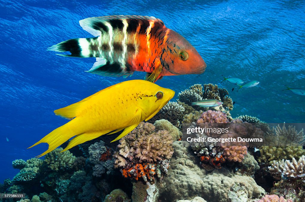 Wrasses over coral reef