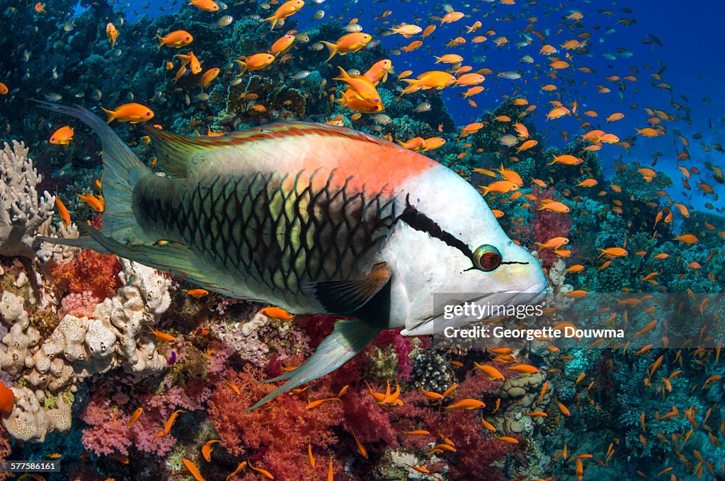 Tropical fish over coral reef
