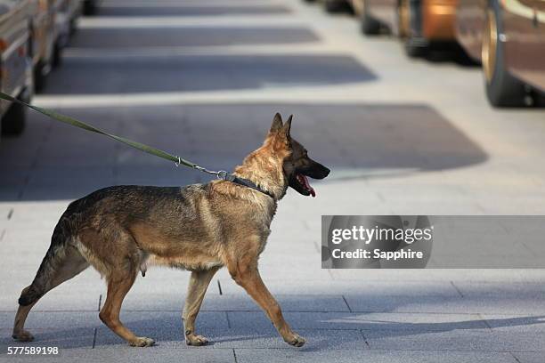 the police dog on duty on tiananmen square,beijing - cane poliziotto foto e immagini stock