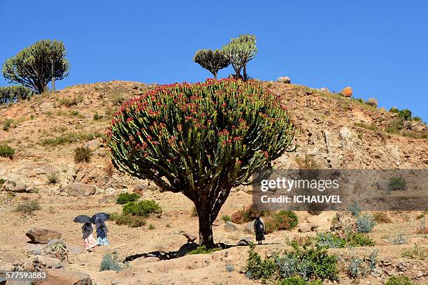 Temir Tree 3,413 Ethiopia Trees Stock Photos, High-Res Pictures, and Images ...