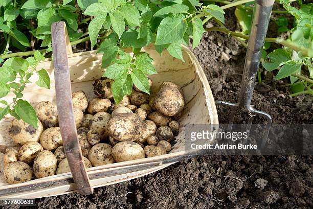 potatoes in trug - garten tragekorb stock-fotos und bilder