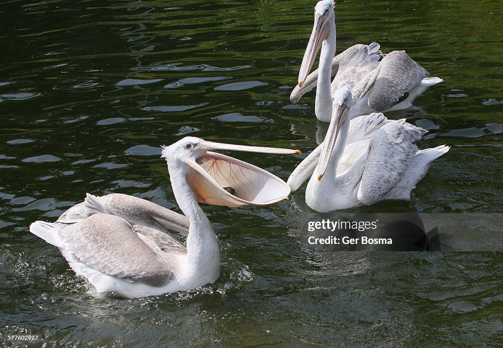 Pelican caught a fish