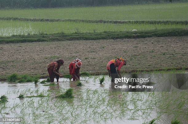 Pakistani farmers tend rice seedlings in a paddy nursery of rice plants from a field for re-plantation in a traditional way in subarea Lahore. A...