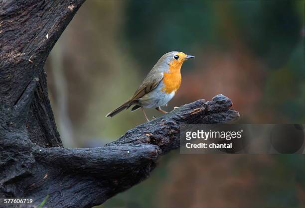 little robin bird sitting in a tree - bird on a tree stock pictures, royalty-free photos & images