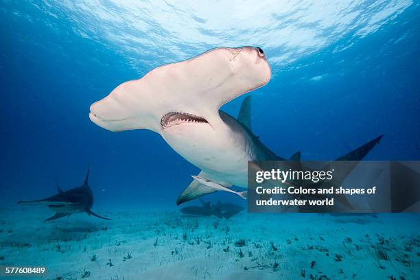 gentle giant - hammerhead shark stock pictures, royalty-free photos & images