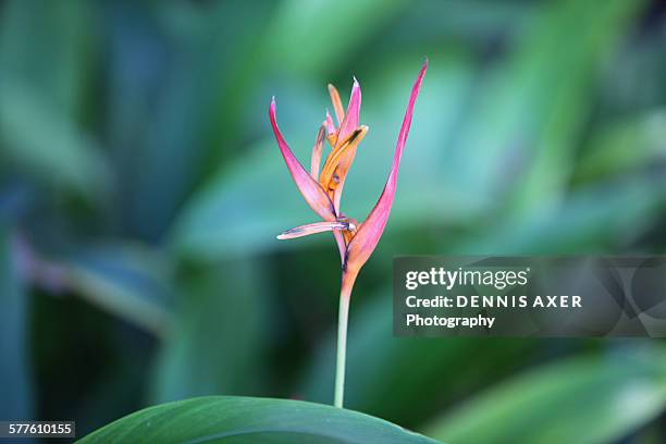 heliconia bloom background - big cypress swamp national preserve stock pictures, royalty-free photos & images