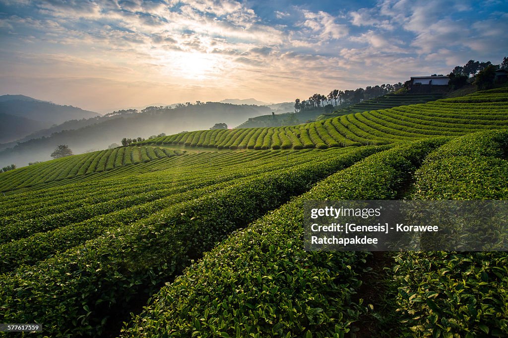 Tea farm in the morning sunrise