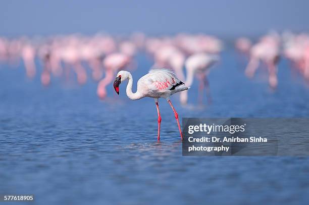 a lesser flamingo - rann of kutch stock pictures, royalty-free photos & images