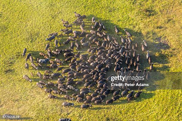 aerial view african buffalo herd, okavango delta - wild cattle stock-fotos und bilder