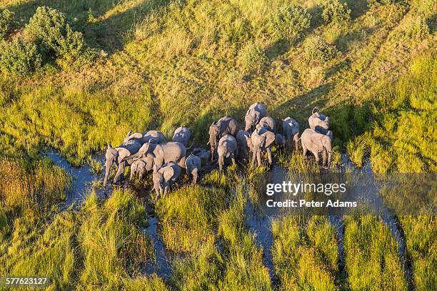 aerial view elephants, okavango delta, botswana - botswana okavango stock pictures, royalty-free photos & images