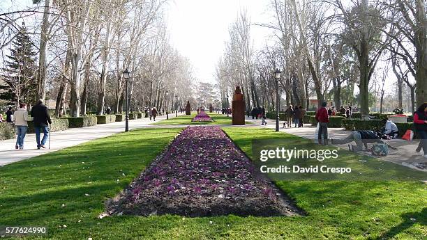 parque del retiro - madroño del pacífico fotografías e imágenes de stock