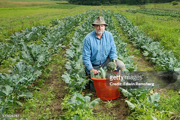 broccoli farmer - cabbage family stock pictures, royalty-free photos & images