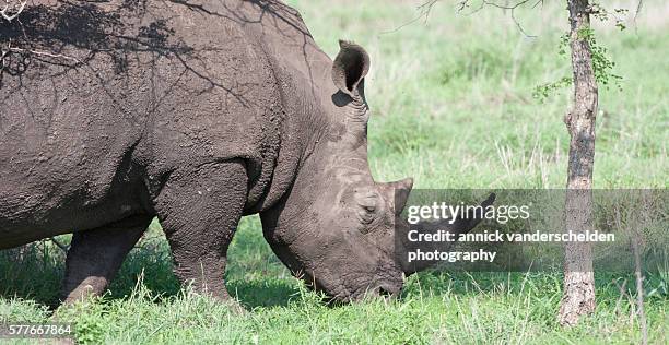 rhinoceros. - hornskikt bildbanksfoton och bilder