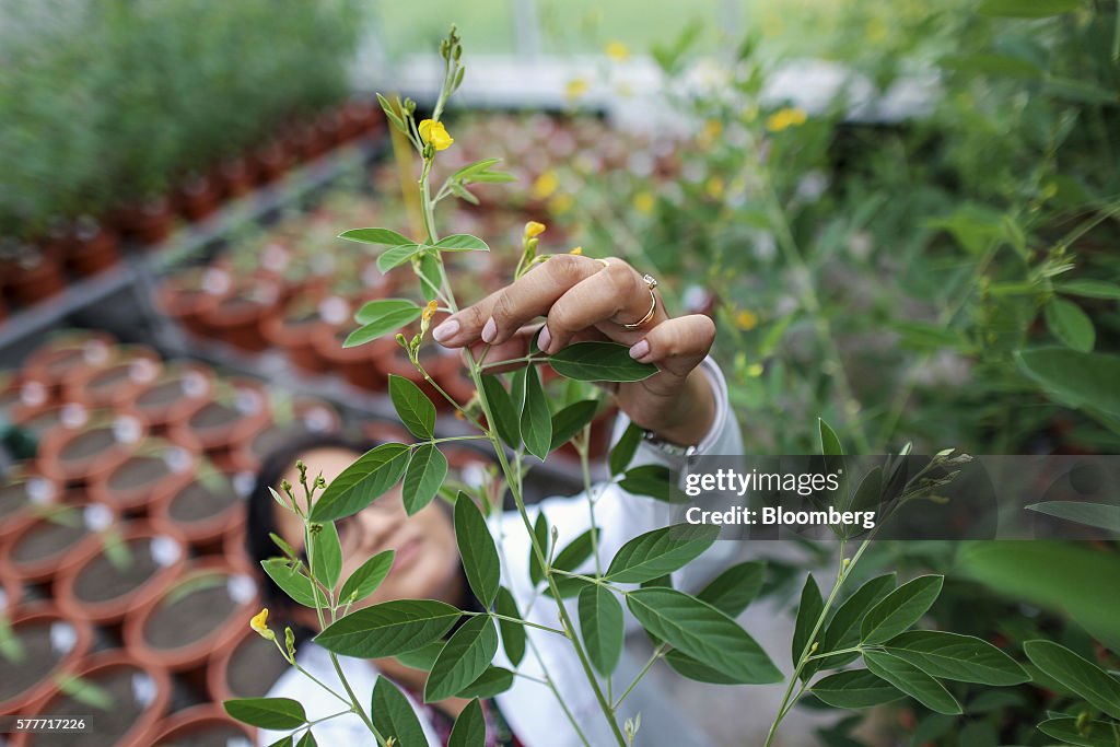 A 3,000-Year-Old Pea Could Solve India's Inflation Woes