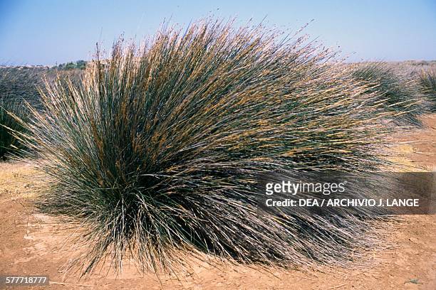 Esparto grass , Poaceae, near Hohlakies, Crete, Greece.