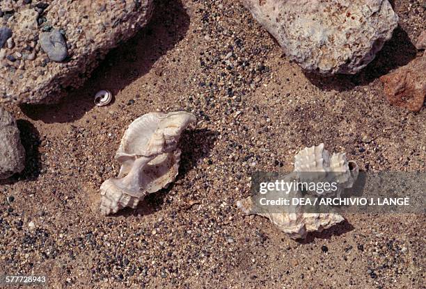 Shell Crete Ceiling Shell Crete Photos and Premium High Res Pictures - Getty Images