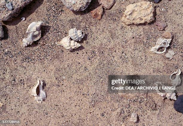 Shell Crete Ceiling Shell Crete Photos and Premium High Res Pictures - Getty Images
