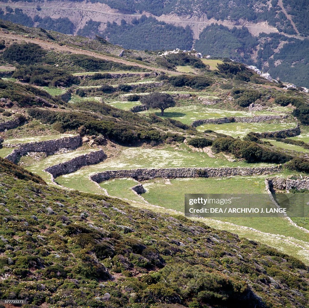 Terraces and trees near Olympos, Karpathos island...