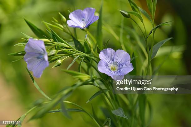 blue flax flowers in field, linum usitatissimum - flax seed fotografías e imágenes de stock