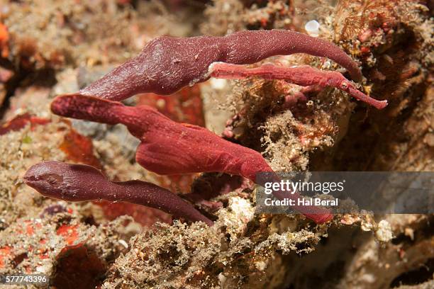 pair of robust ghost pipefish - robust ghost pipefish stock pictures, royalty-free photos & images